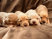 Goldendoodle puppy with a beautiful coat