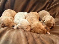 Goldendoodle puppy with a beautiful coat