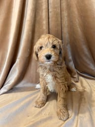 Labradoodle puppy with a beautiful coat