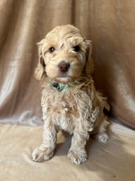 Labradoodle puppy with a beautiful coat