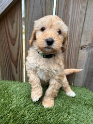 Two Labradoodle puppies playing and showing their friendly personalities