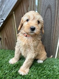 Group of golden Labradoodle puppies with beautiful wavy coats