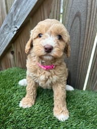 Close-up view of adorable Labradoodle puppies with expressive faces