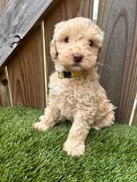 Three caramel-colored Labradoodle puppies showing their playful personalities