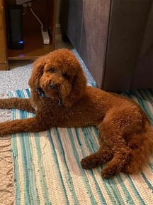 Water loving Labradoodle
