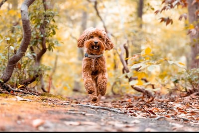 Australian Labradoodle running joyfully in the woods