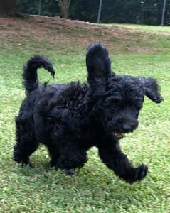 Adorable black Australian Labradoodle puppy playing in the lawn