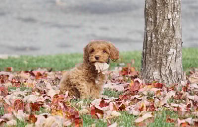 Healthy Roots, Healthy Lives