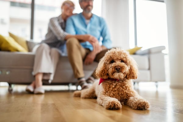 Australian Labradoodle with blurred couple in background