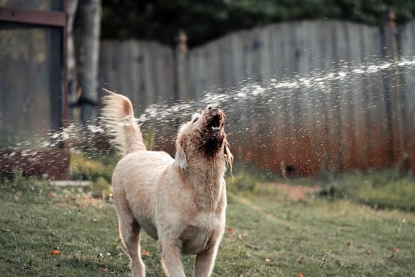 Australian Labradoodle having fun playing with a water hose